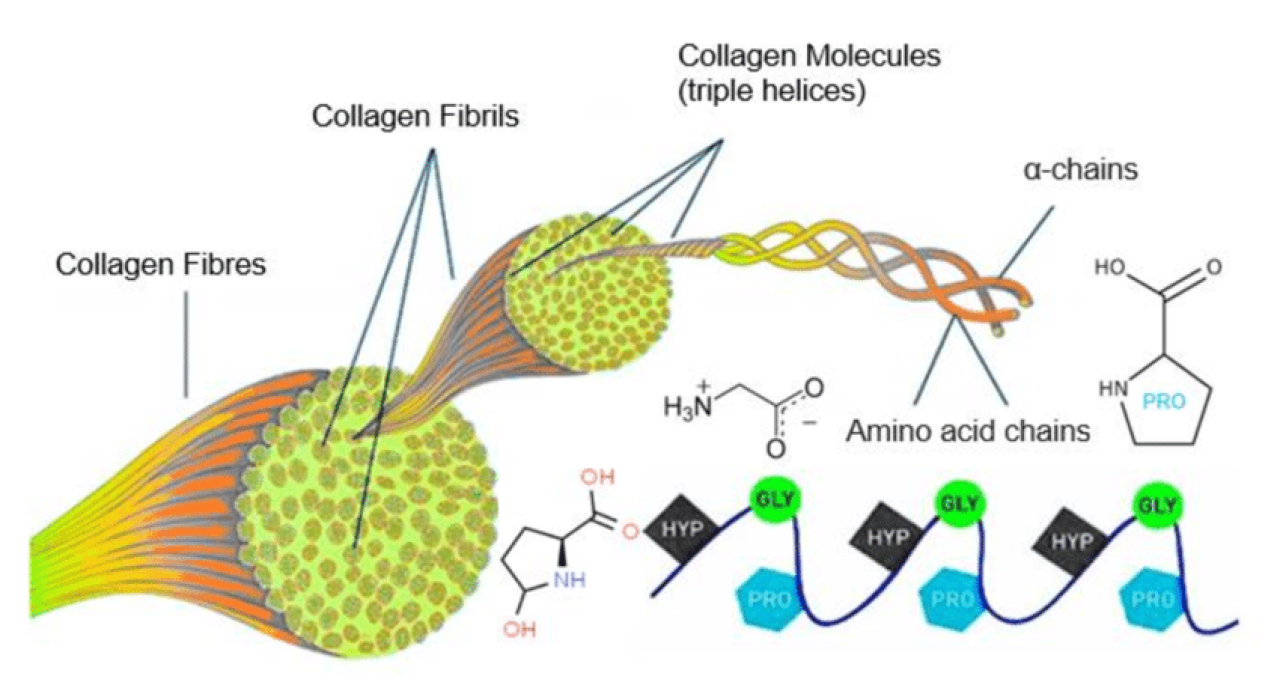 Marine Collagen